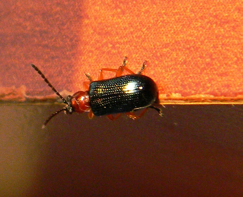 identificazione coleotterino (Oulema sp. Chrysomelidae)